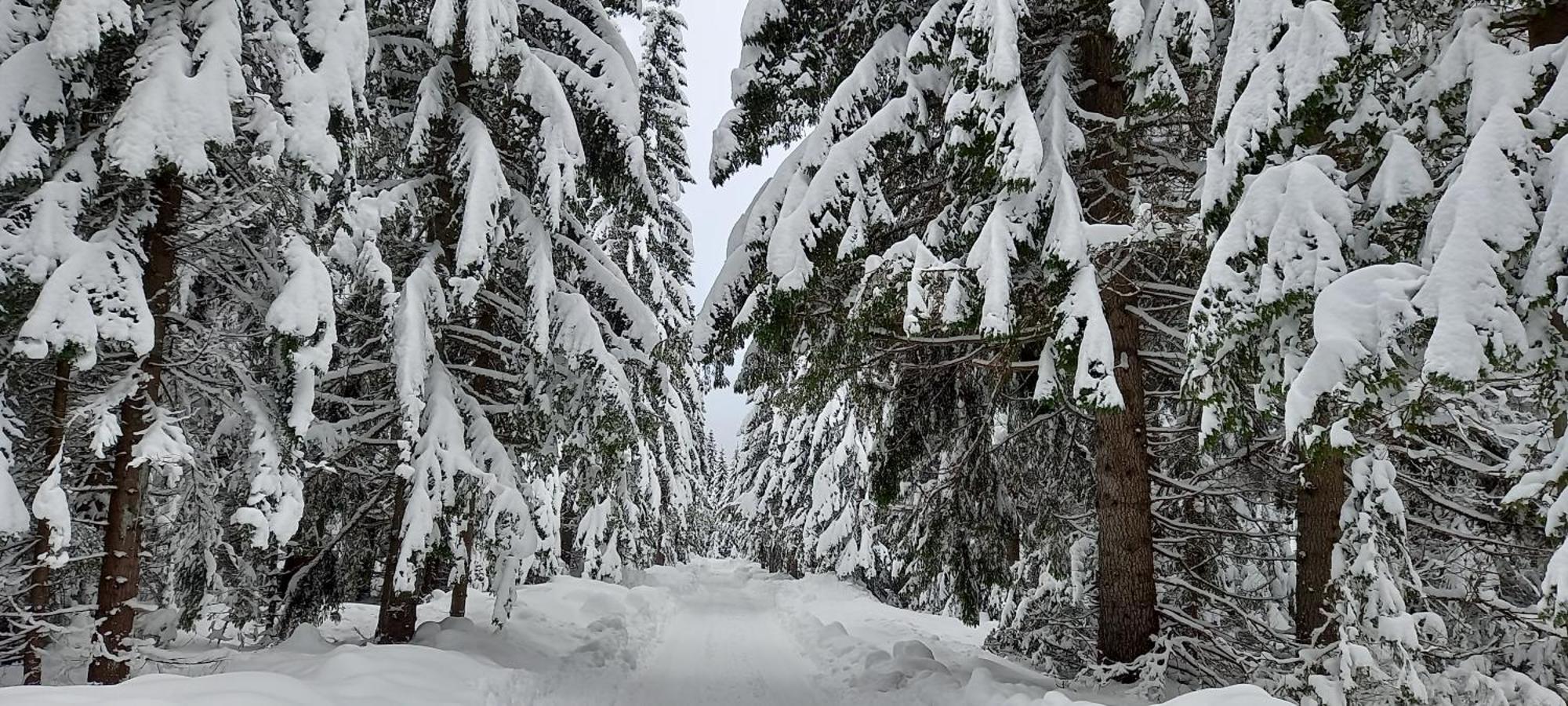Monte Zen Villa Žabljak Kültér fotó